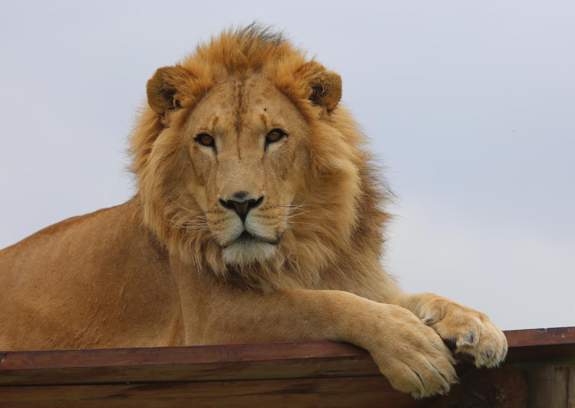 Lionsrock Big Cat Sanctuary Lodge *